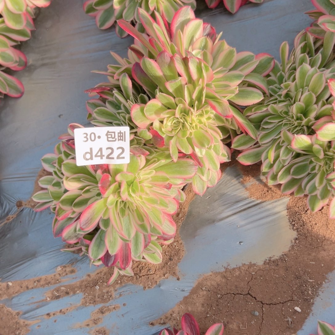 16女巫缀多肉法师