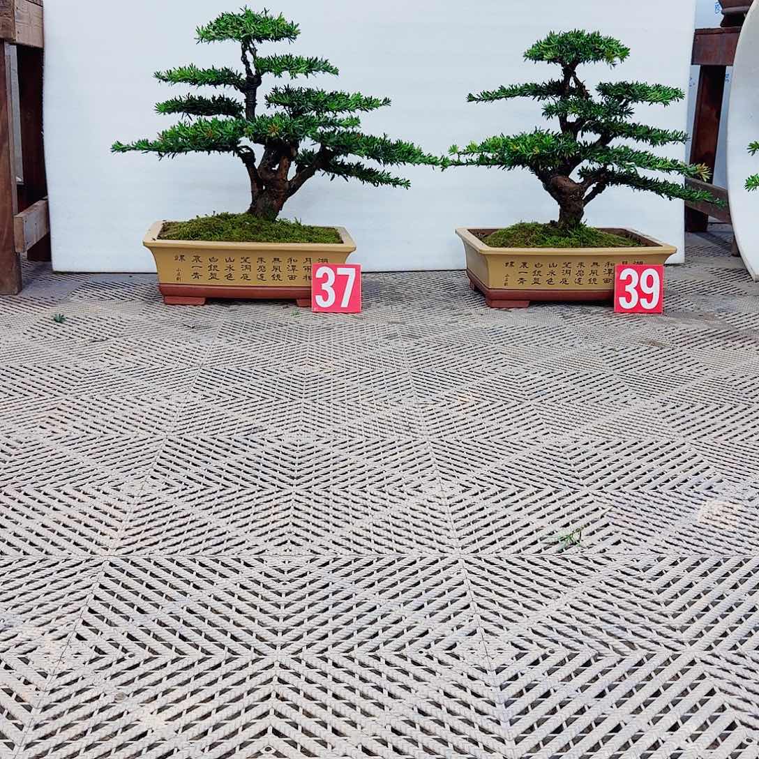 一***好无花朵罗汉松一物一拍888