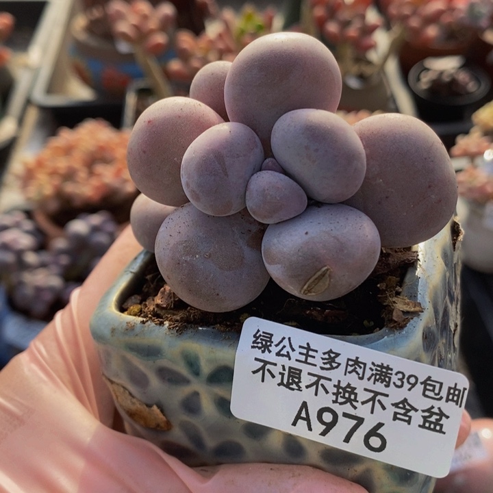 芭比奶洛有伤976多肉植物