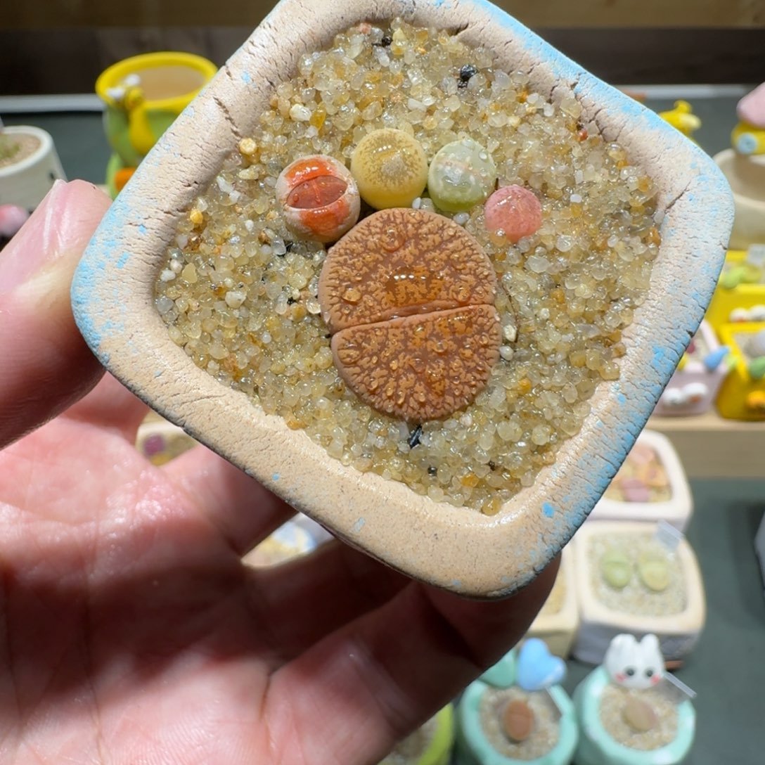 红陶蘑菇556彩拼