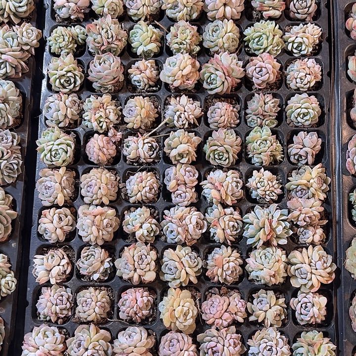 直播福利一物一拍126