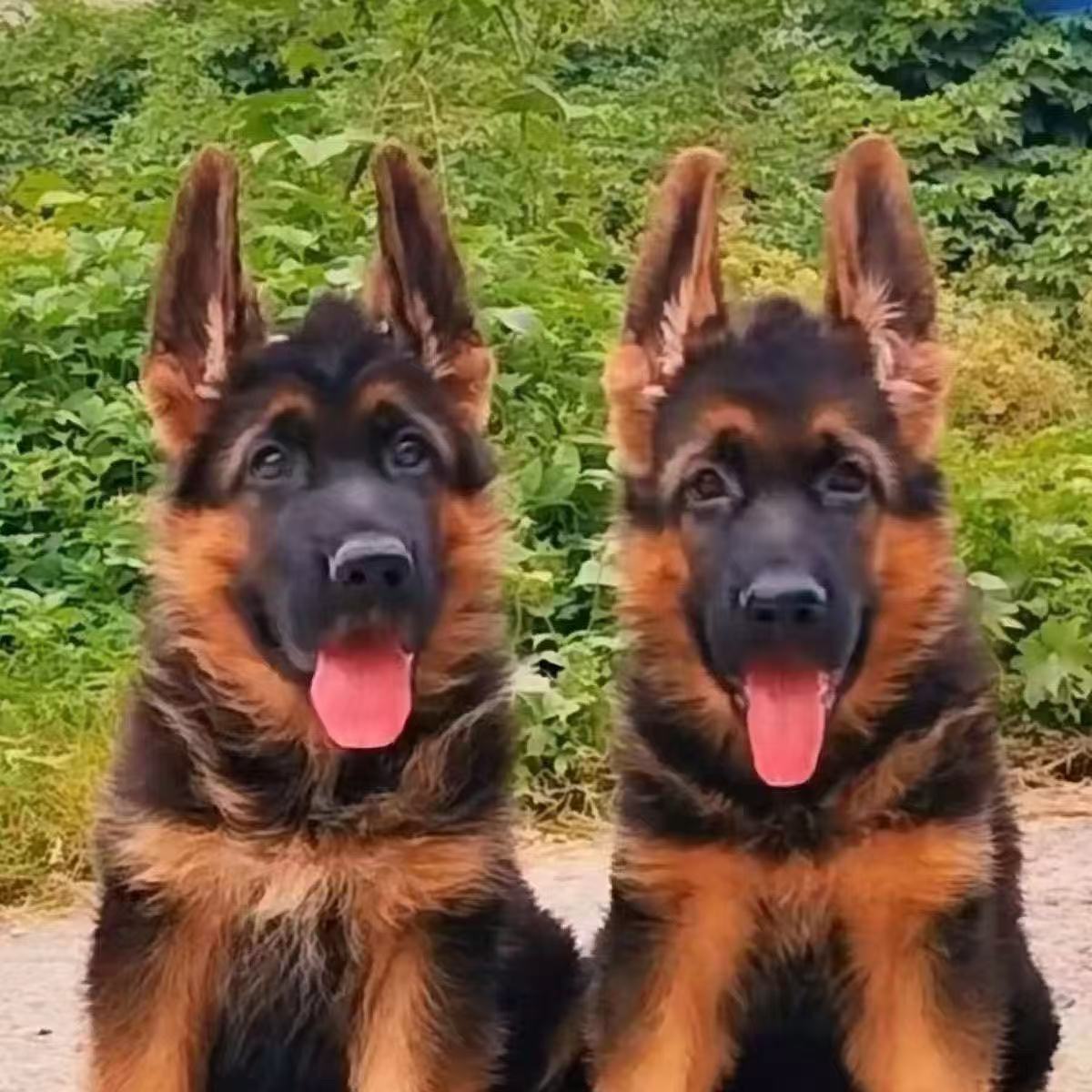 德牧幼犬弓背黑背德国牧羊犬警犬军犬大型狼狗猎犬活物宠物狗