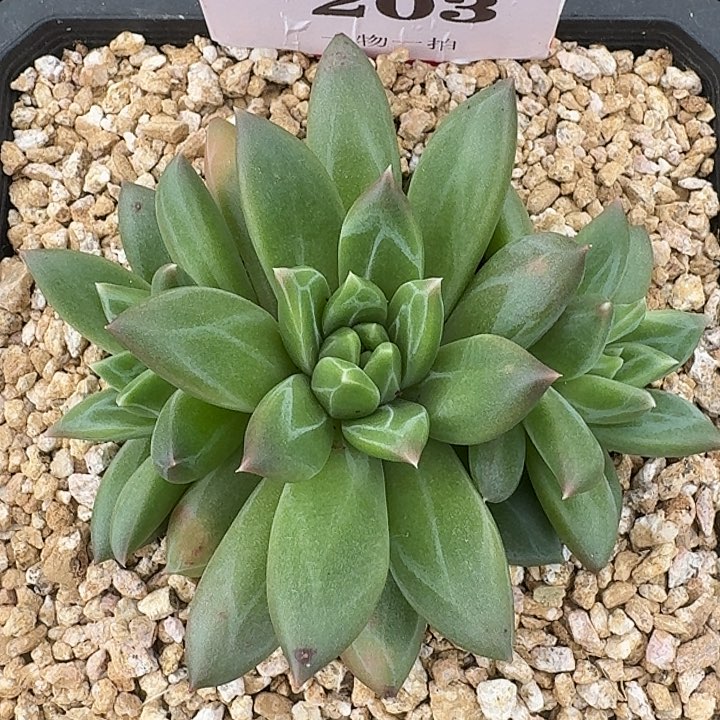 美人203多肉植物