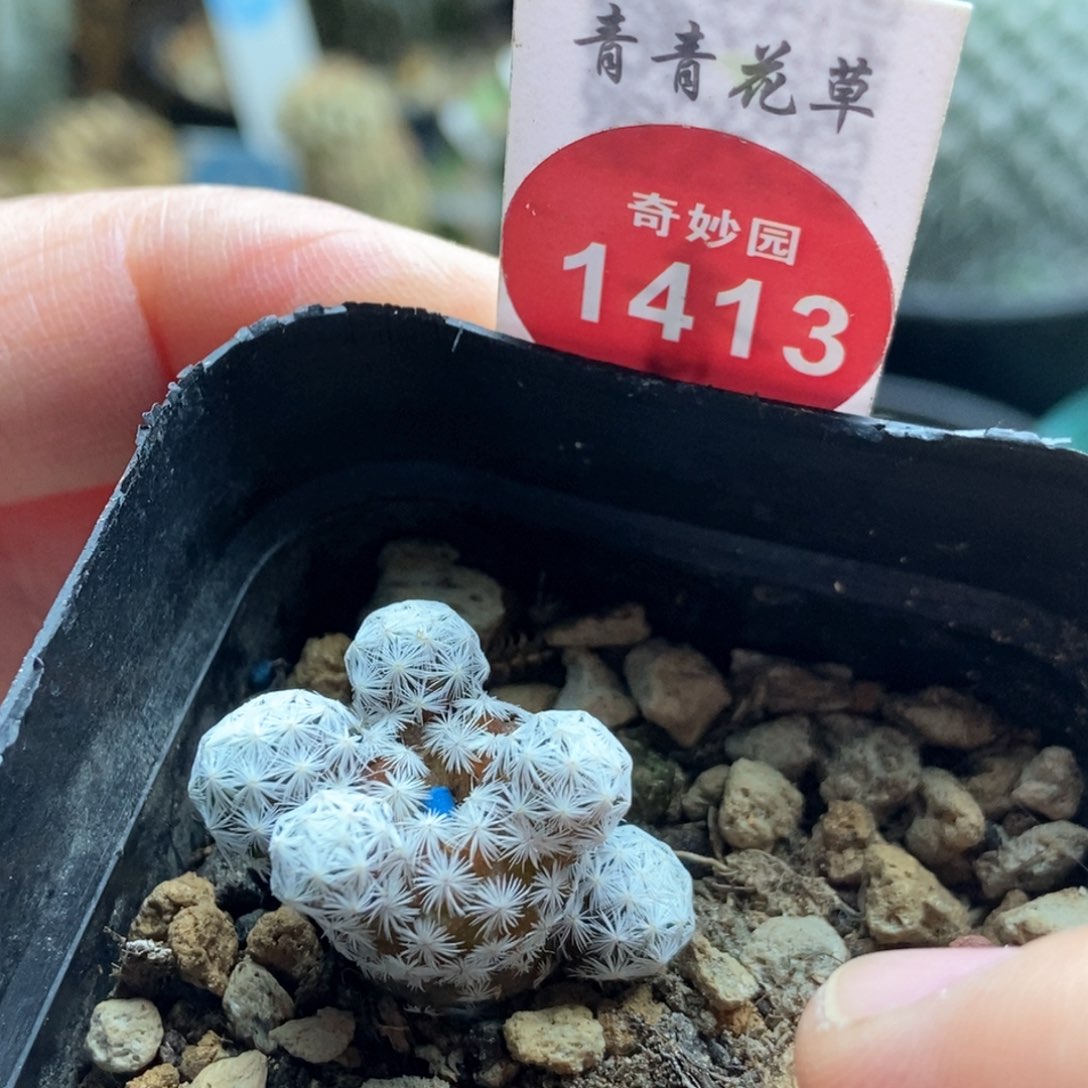 实生白鸟群有斑一颗，