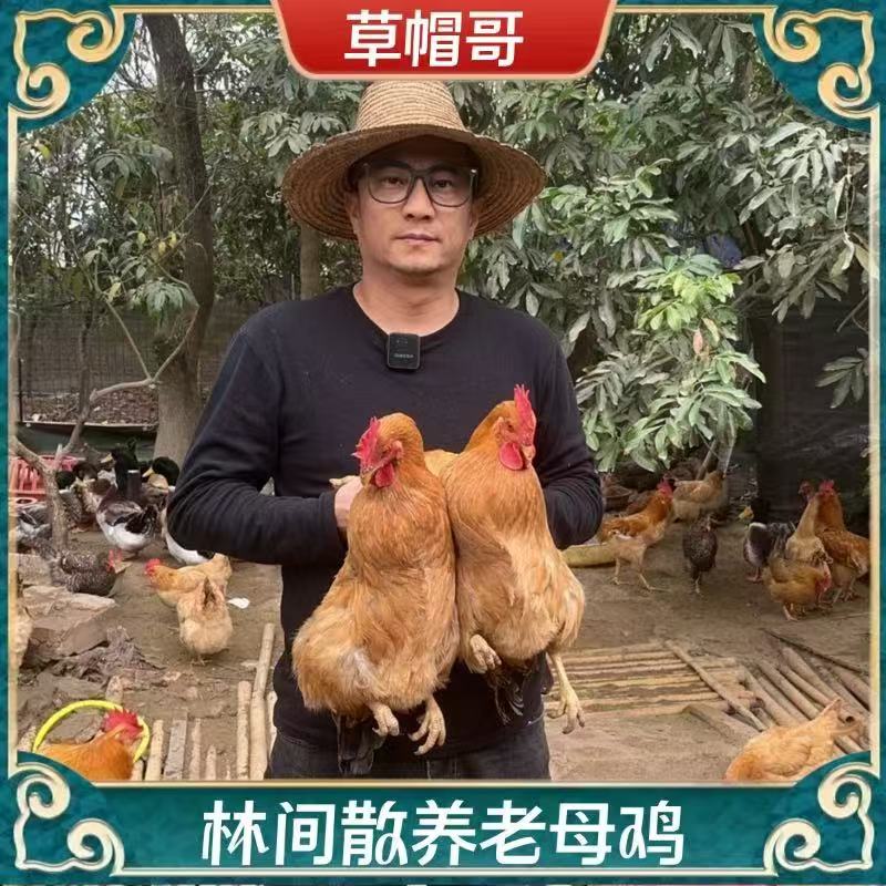 【老兵家O】 放养500天黄油老母鸡 2只净重共4-4.5斤 带内脏