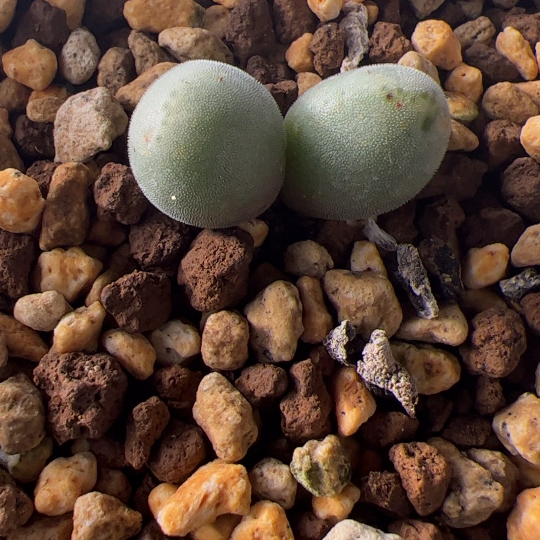 11.28大眼睛怪物多肉植物组合70