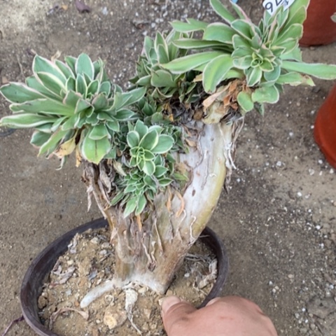 476大叶绿玫瑰缀满25包邮多肉