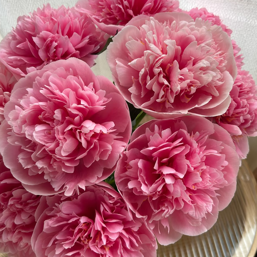 三文鱼芍药 鲑鱼色花苗