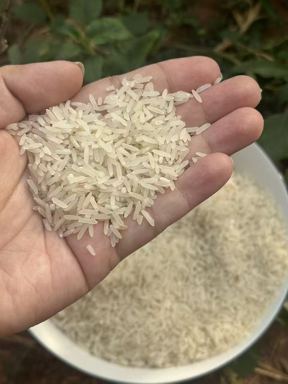 926自家种的晚稻长米