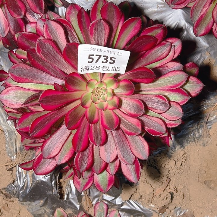 5735红铜白多肉植物2号