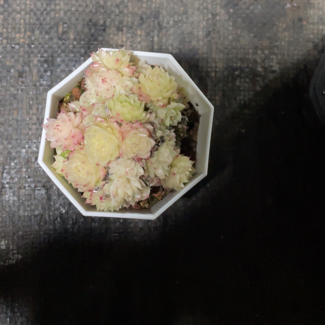 宝***麦秆群生宝贝专拍