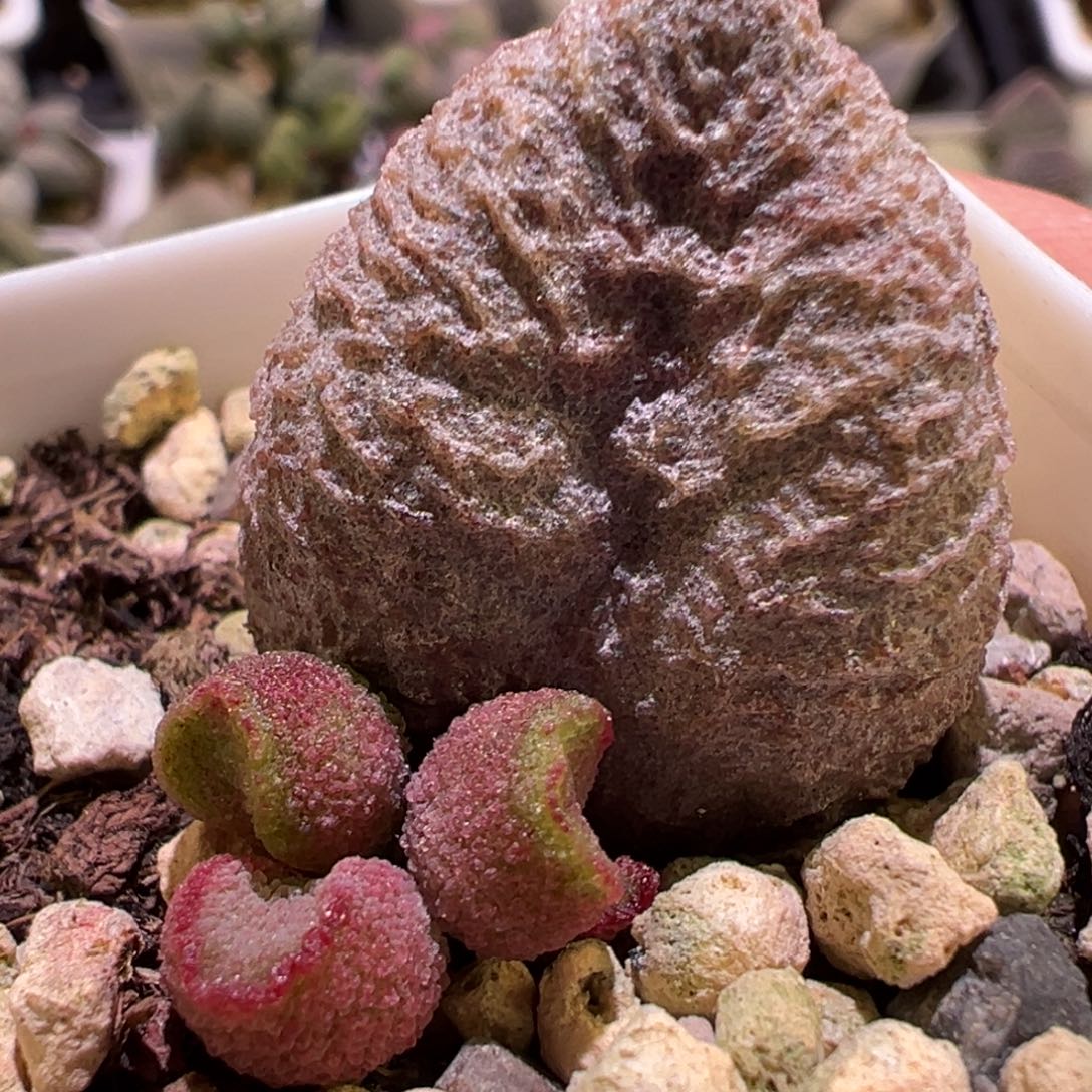 水蜜桃水泡多肉植物水泡