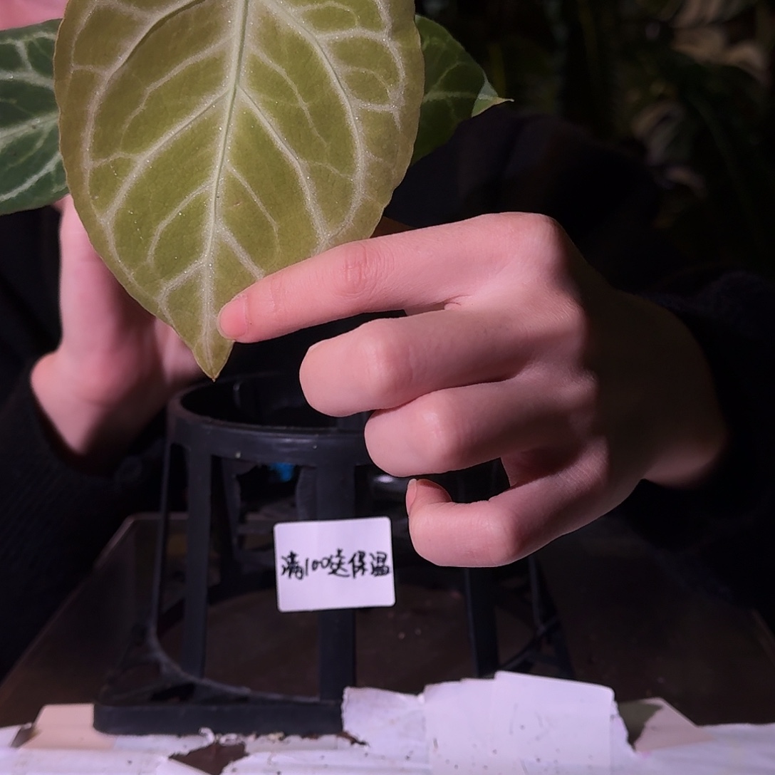 不开花植物H161撕裂银虎杂华丽银