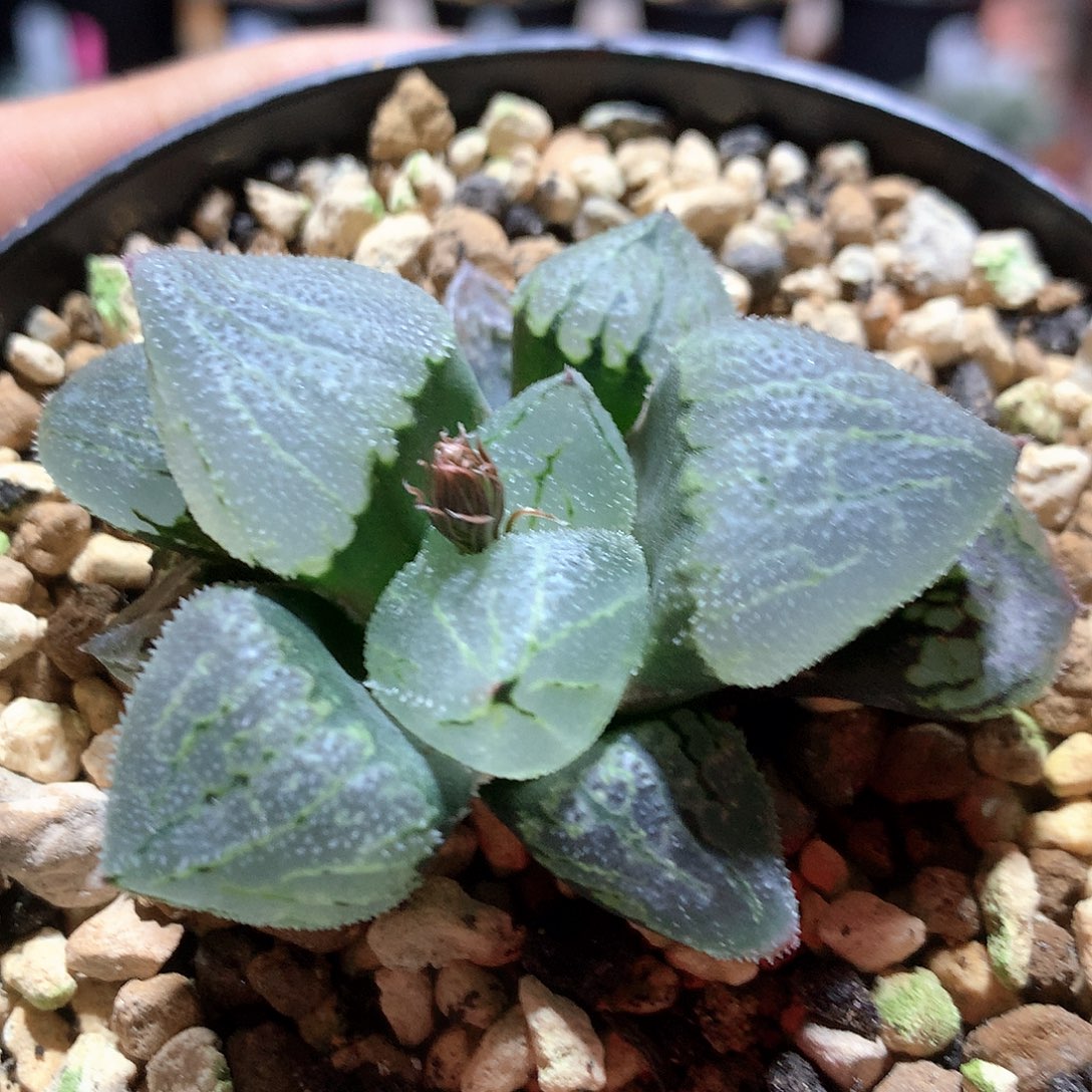 实生裹克磨面 带绿纹