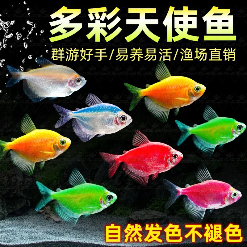 开播福利练手天使鱼群游鱼不掉色新手鱼淡水鱼