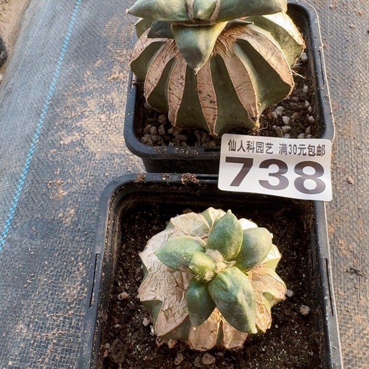 738两个小怒涛牡丹
