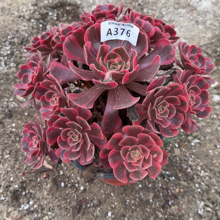 376爱神。多肉植物