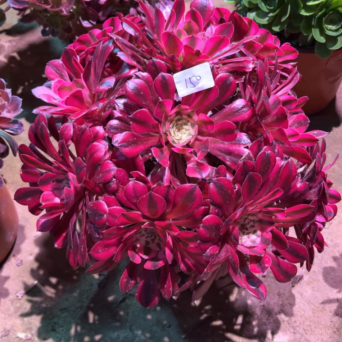 多肉植物红铜白150