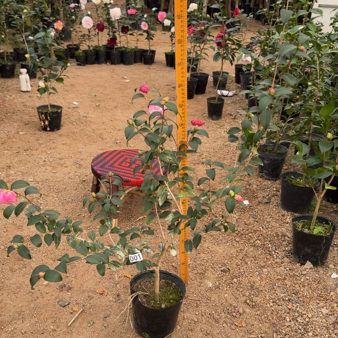 少量花朵（建议范围：2朵-5朵 或40%以下）001英八