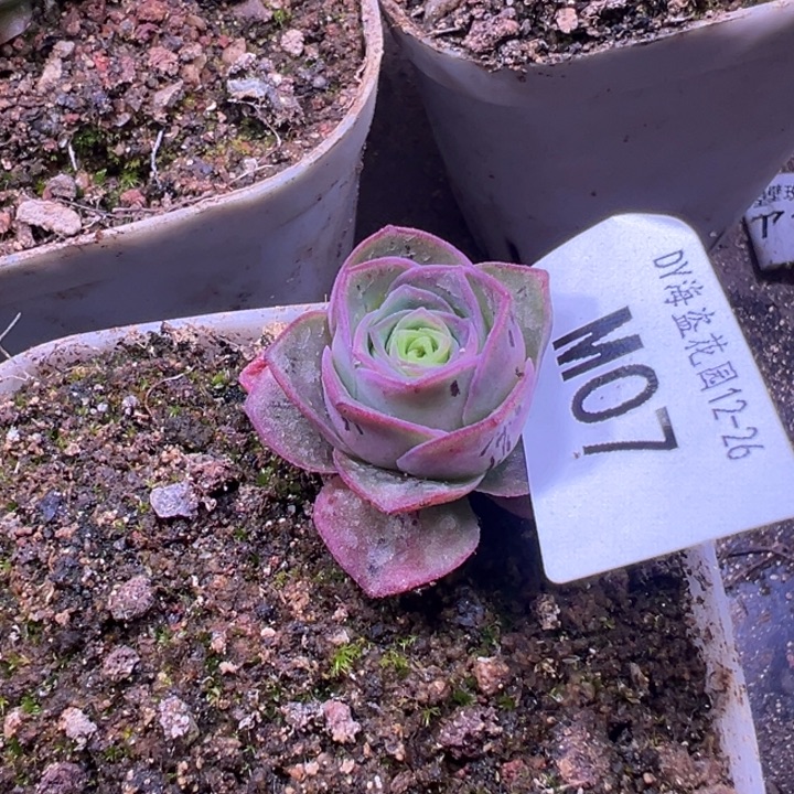 苗苗山地玫瑰多肉植物07