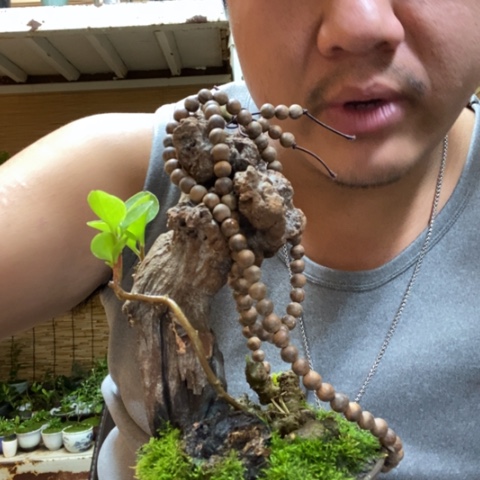 红陶念*一物一拍所见即所得51