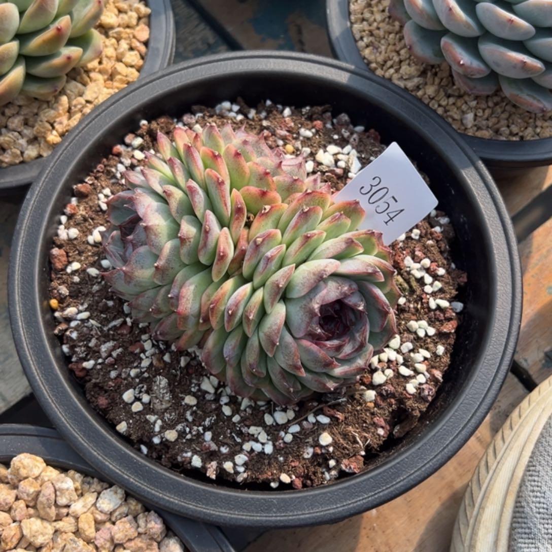 喆*3054多肉多多多多