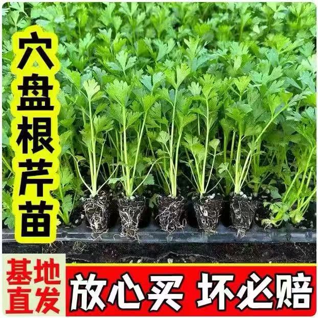 皇后大肉西芹菜苗白芹菜苗四季秋冬庭院阳台盆栽泡沫箱室内菜秧苗