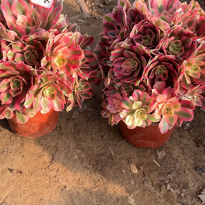 多肉植物红女巫8号