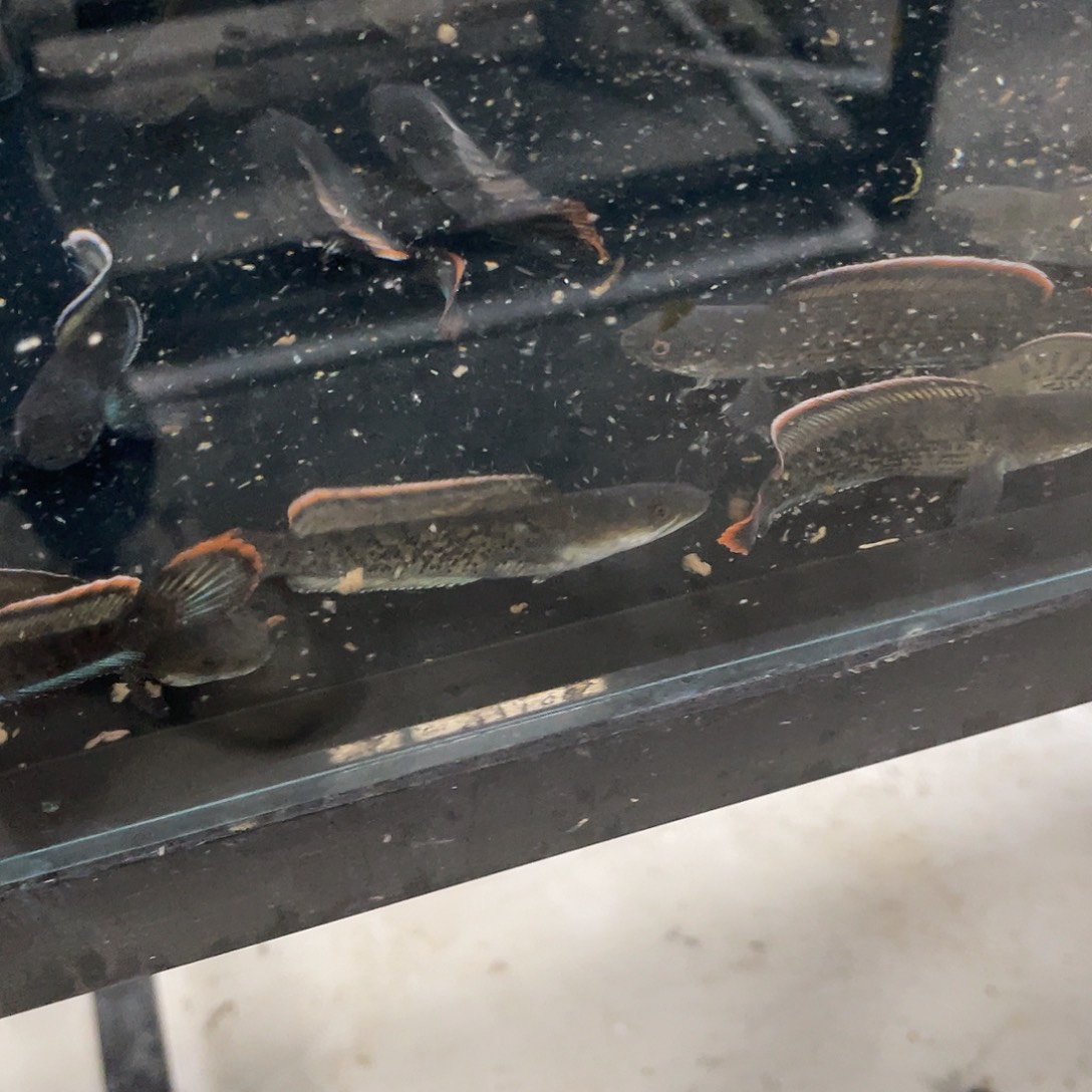 ****️雷龙鱼50元的精选1111111