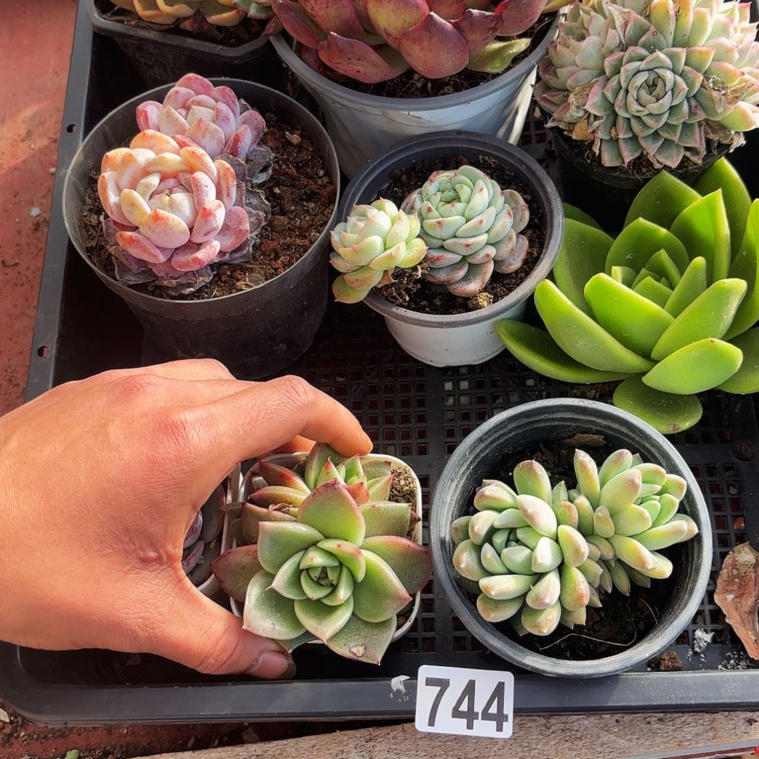 多肉植物宽拍744号