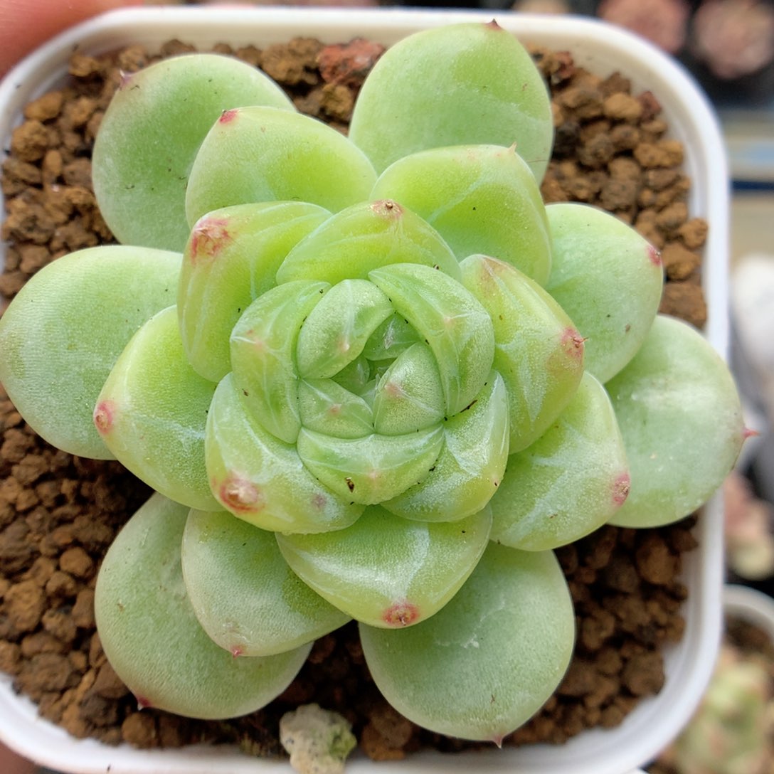 G43优选珍妮，柿子多肉20包邮两天凑单