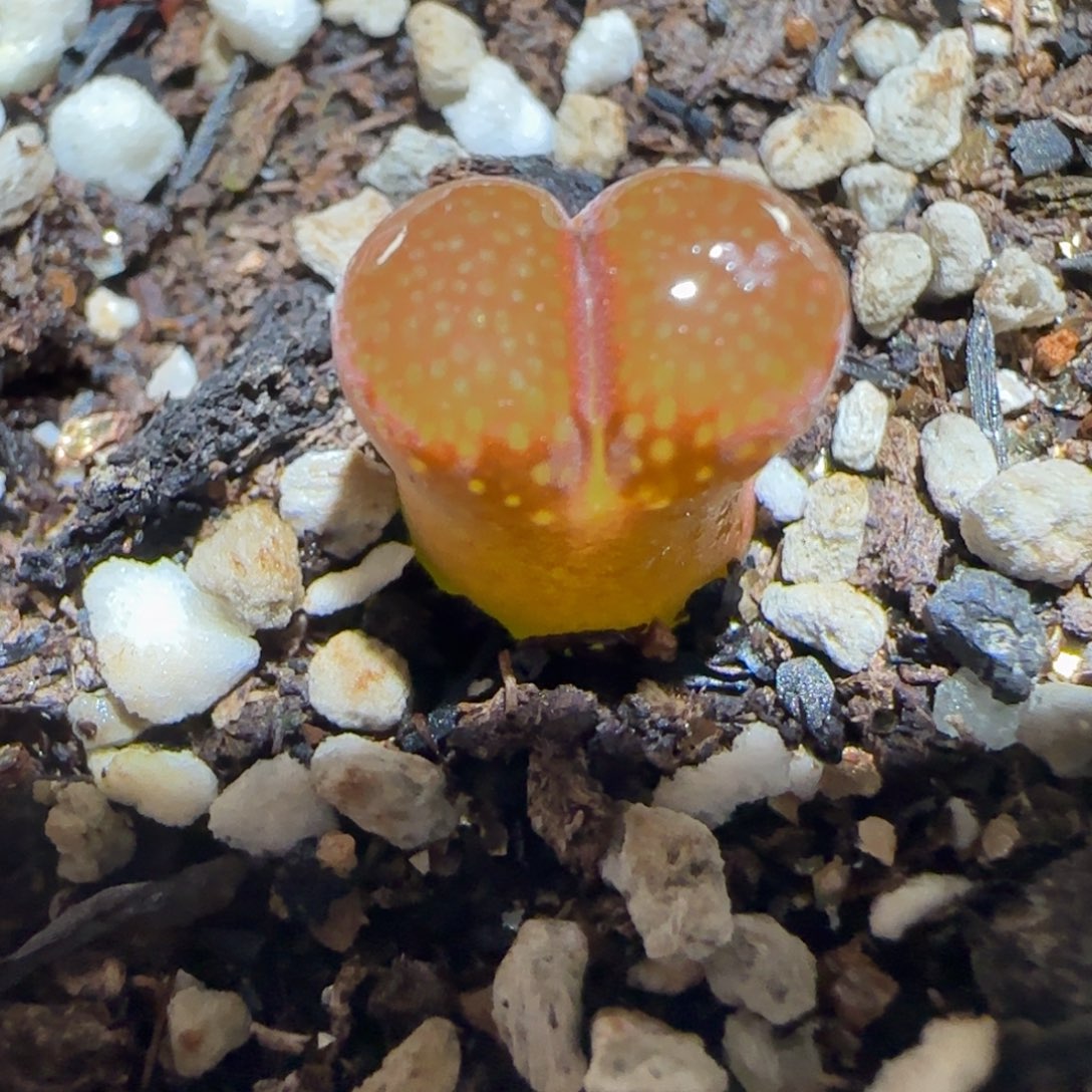 肉锥多肉植物百科-帕法德1281