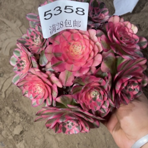 荔枝多肉多肉5358