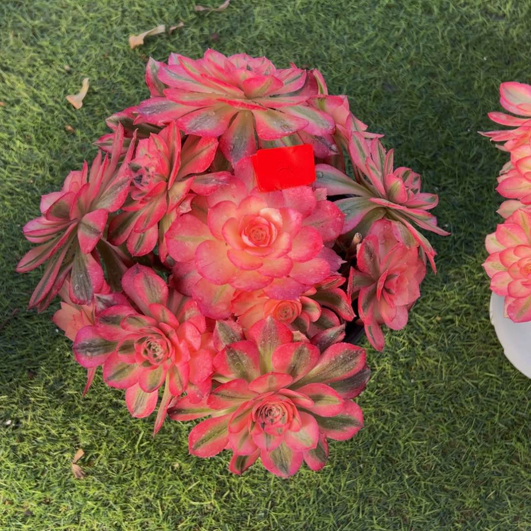 306多肉植物发货荔枝