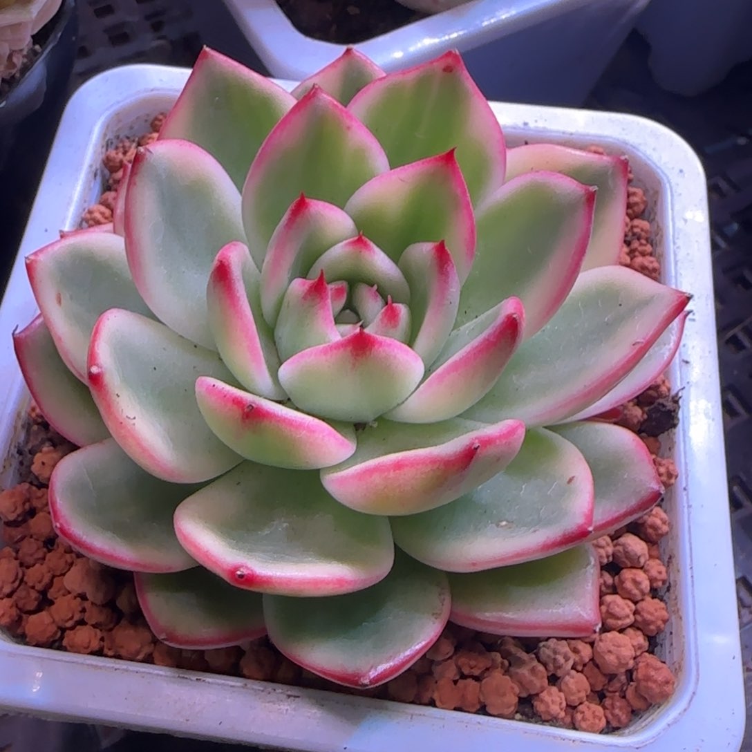 蔚蓝乌木锦 多肉植物