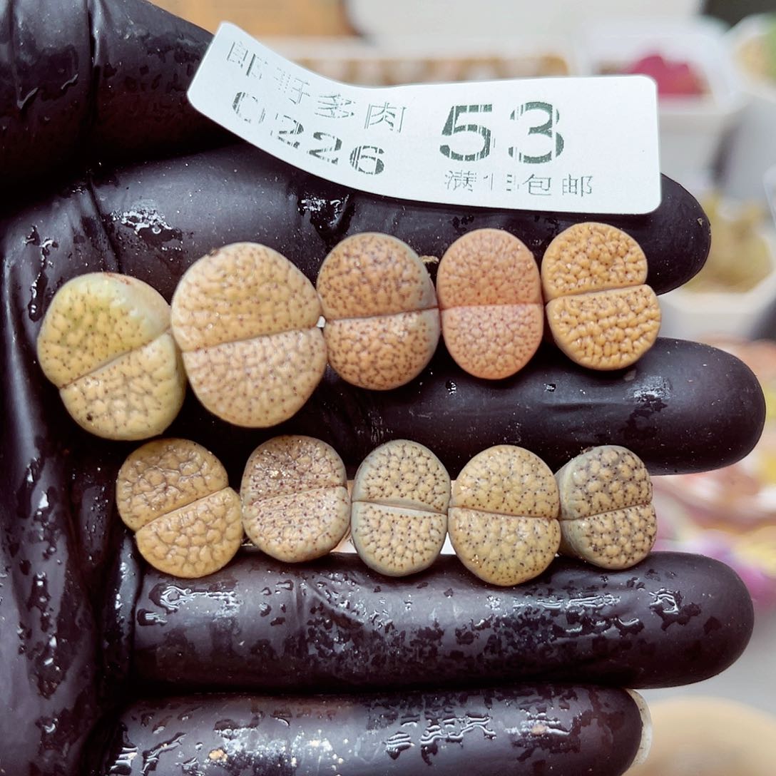 郎哥多少生石花26-53