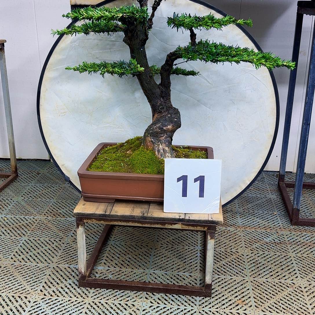 用***1无花朵米叶罗汉松造型盆景（补差价换这个）