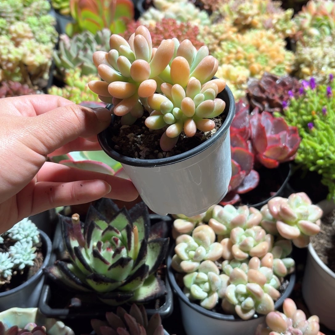 胖大星多肉整群9㎝盆特价