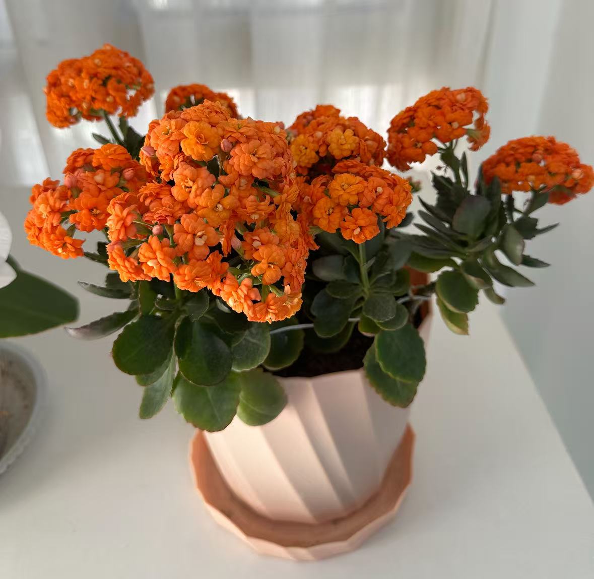 【李先生】（赛欧##原盆原土）长寿花盆栽室内绿植四季开花