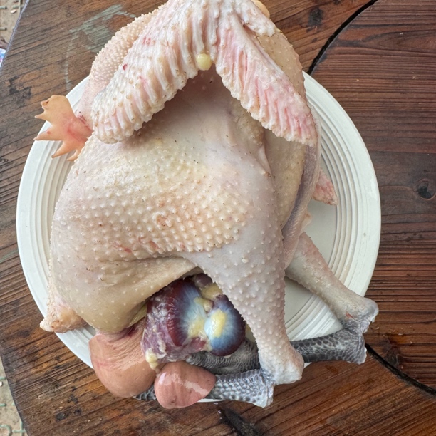 山南施芳芳肥西老母鸡新鲜宰杀净堂（带心肝胗）