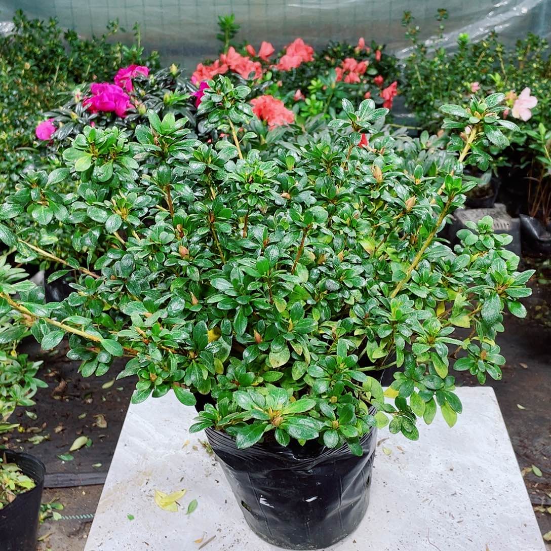 安***光完全开放娟之舞大颗