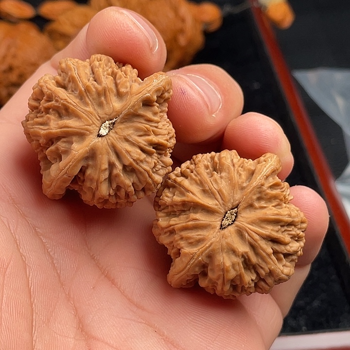 38全品正桩第一矮核桃核桃