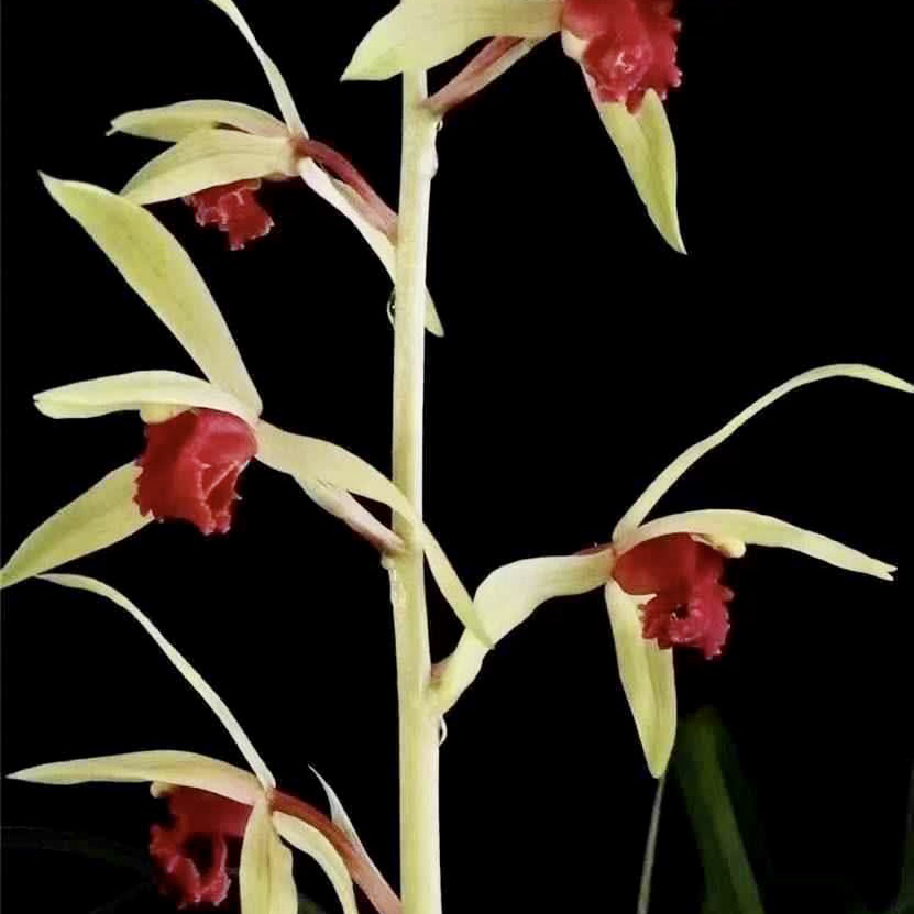 【碧血丹心】惠兰名品 老种2苗 花开浓香 好养易活