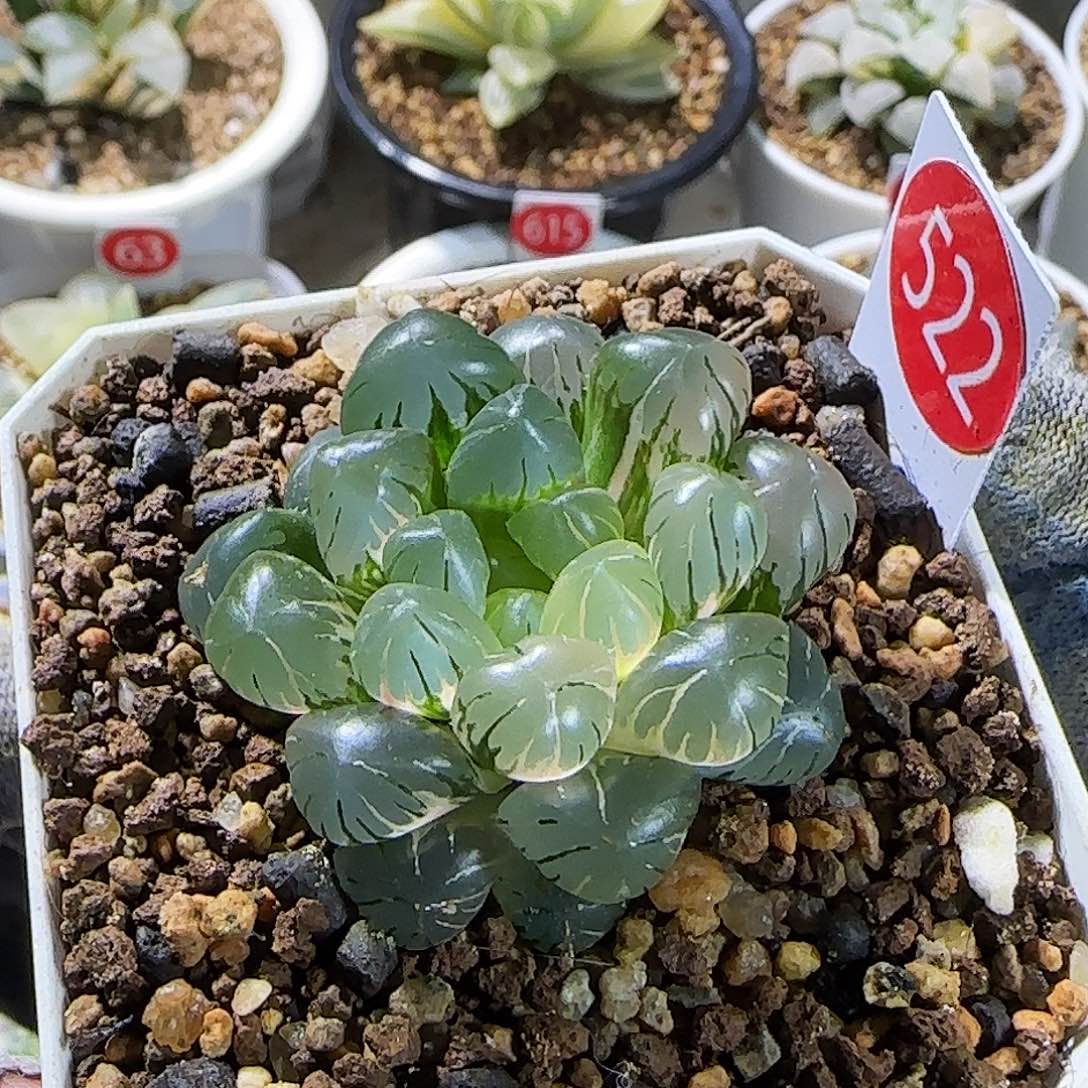 522号非组大窗冰灯玉露锦 4.5 厘米左右一物一拍带盆发货