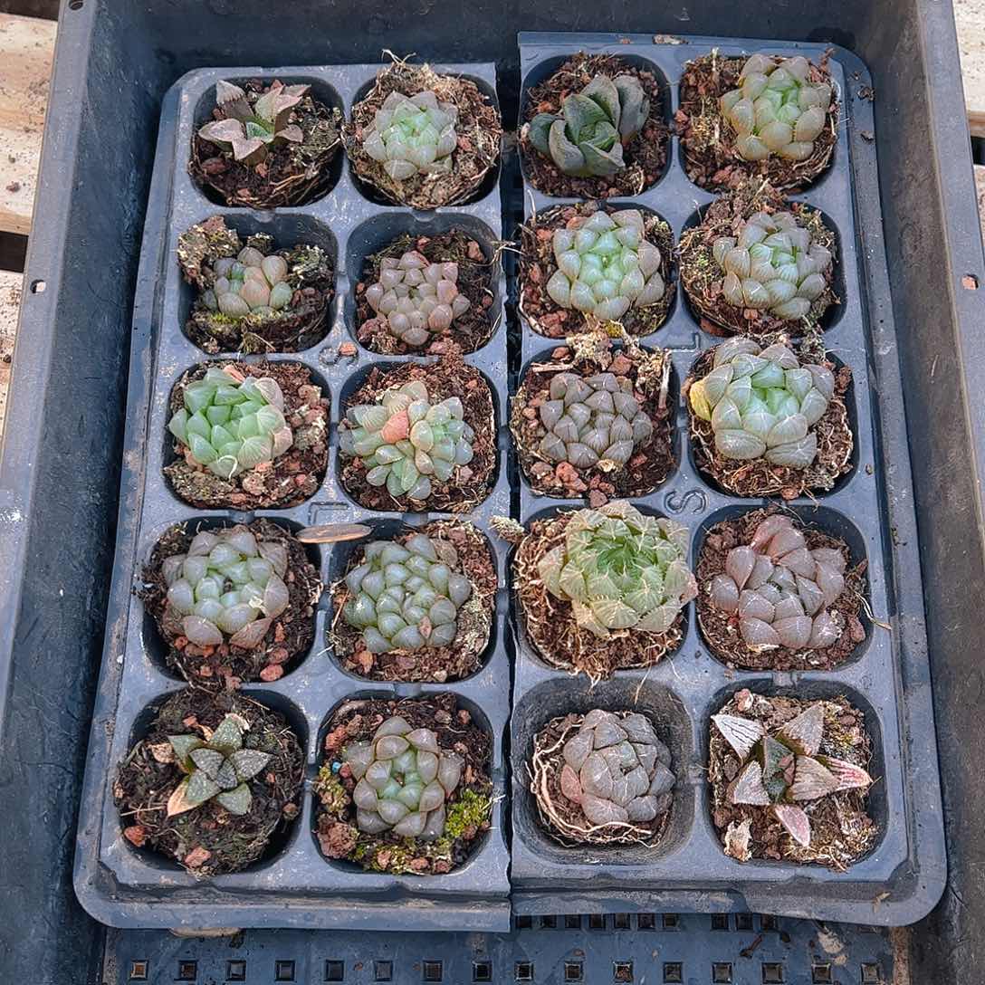 直播福利一物一拍59