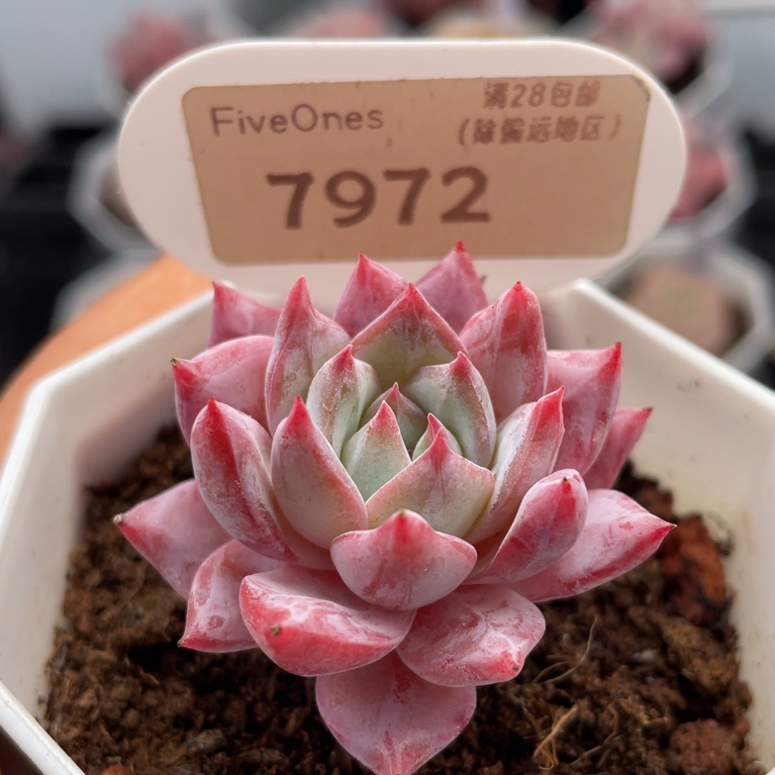 粉蓝鸟7972-4.0厘米