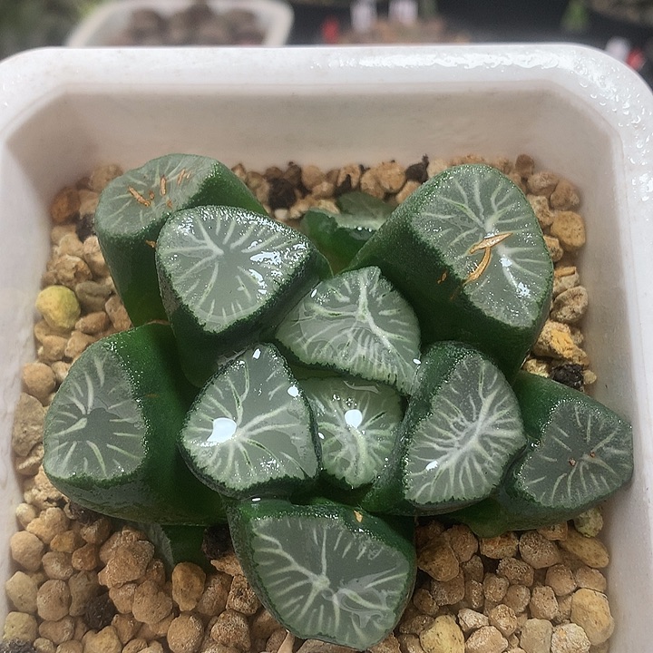 实生万象，带盆土发