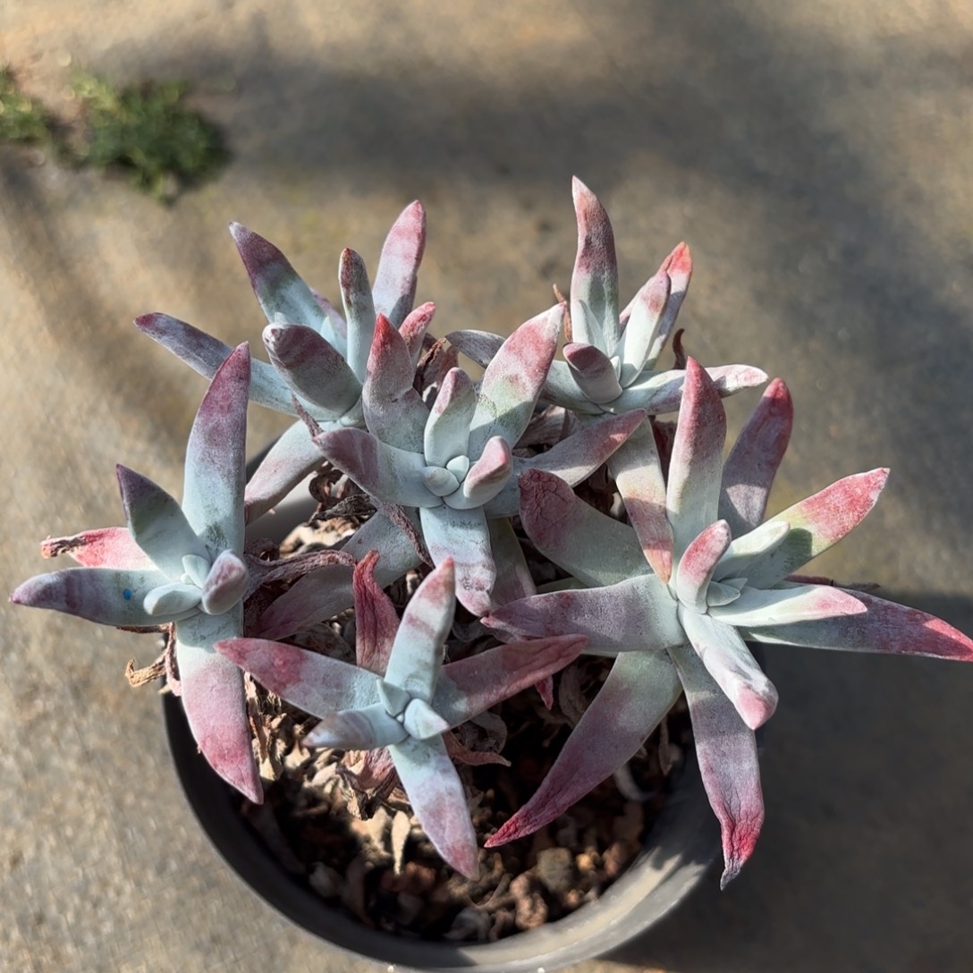 略***略初霜，仙女杯多肉。