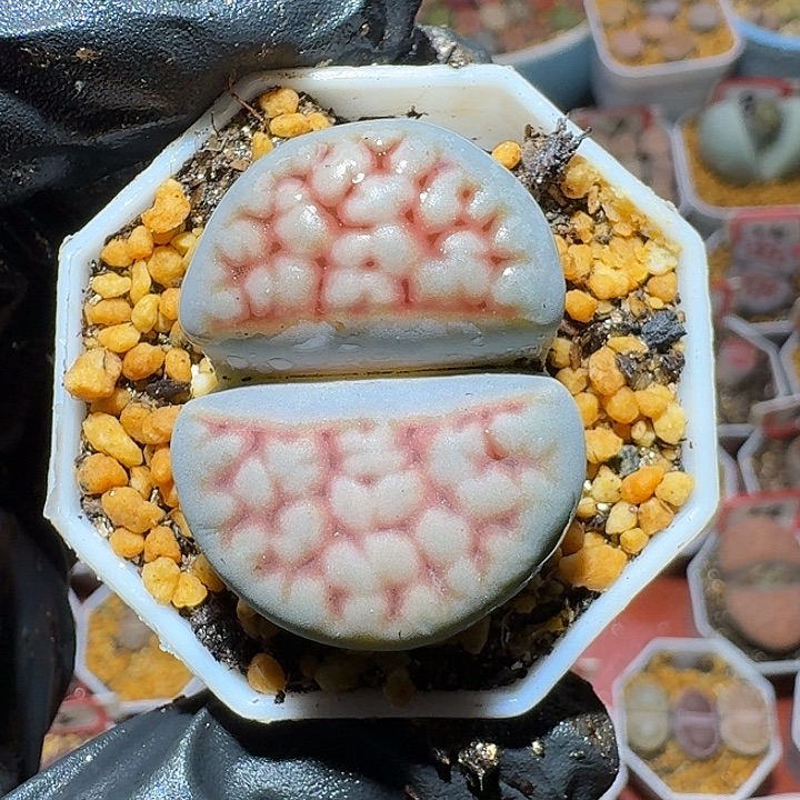 史***志生石花2:：。    51号