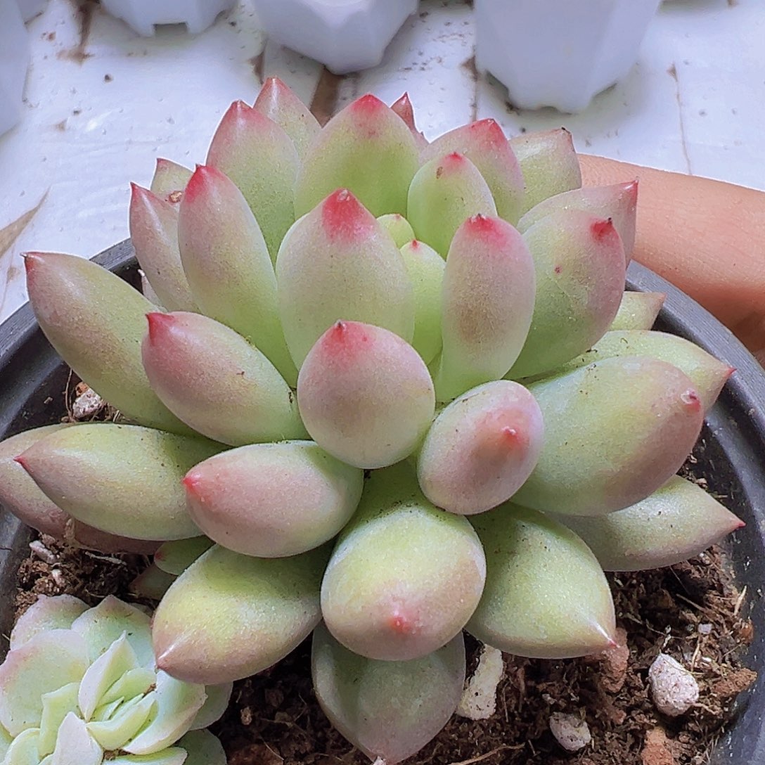 岩字19包邮多肉植物